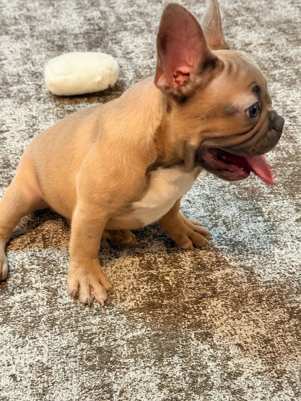 Buldogue francês exótico  - Foto 5