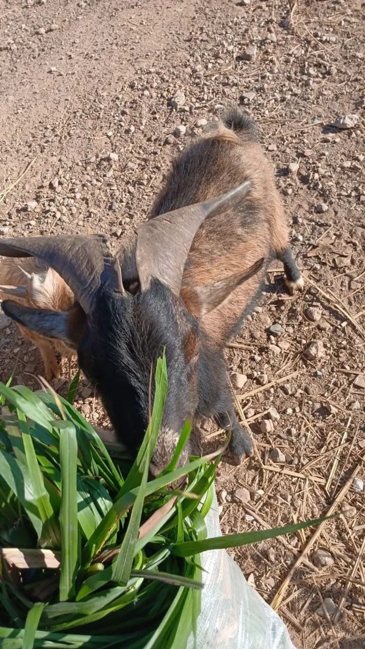 Cabra cabrito e bode  - Foto 2