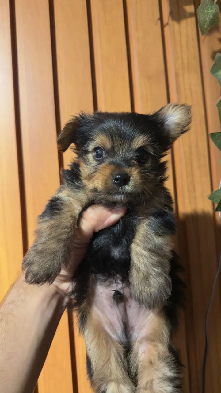 Yorkshire Terrier  - Foto 2