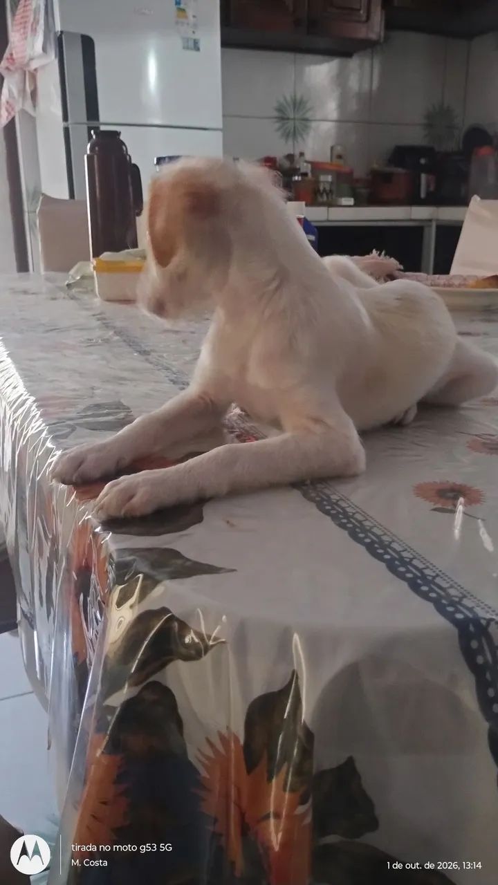 Me adota!! - Foto 5