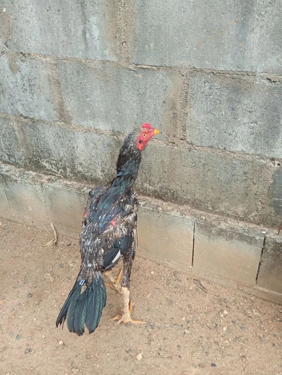 Frango indio