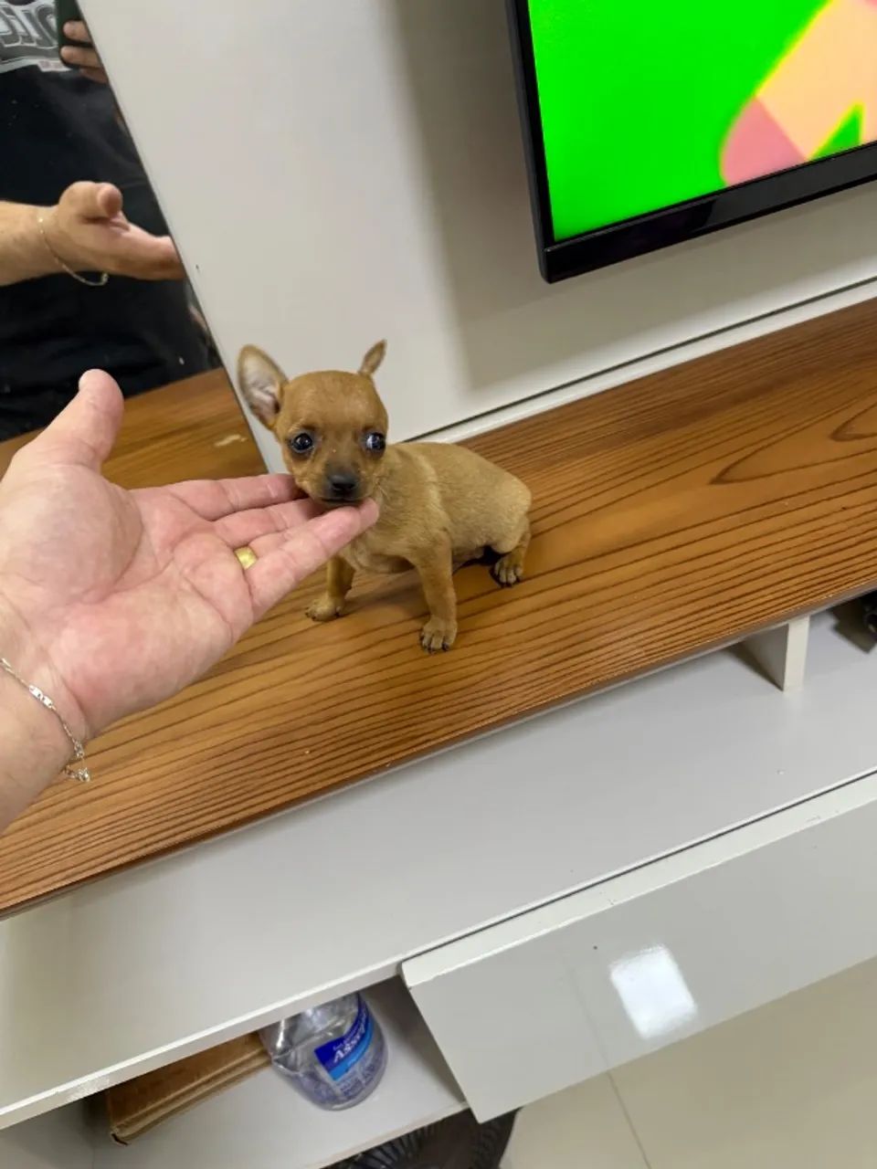 Pinscher macho  - Foto 5