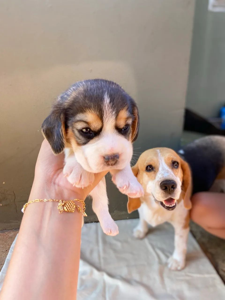 Filhotes Beagle  - Foto 3