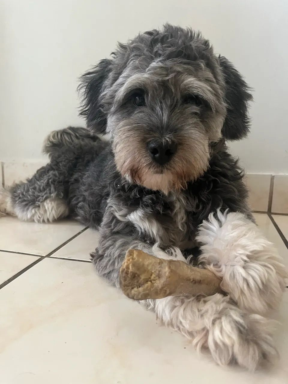 Cachorro macho - Foto 2