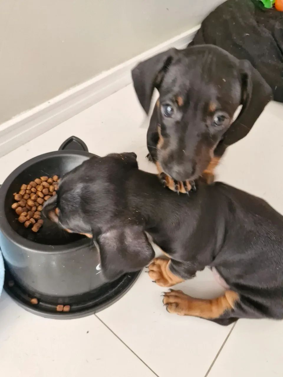 Cachorro salsicha (dachshund) - Foto 4