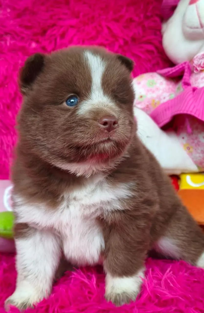 Filhotes de pomsky  - Foto 3