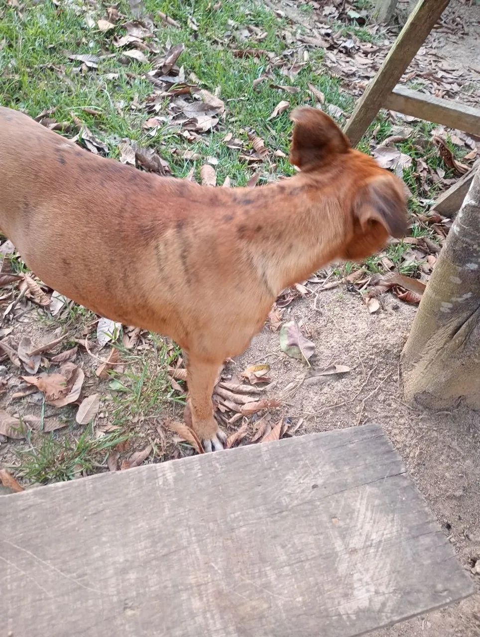 Cachorro - Foto 5
