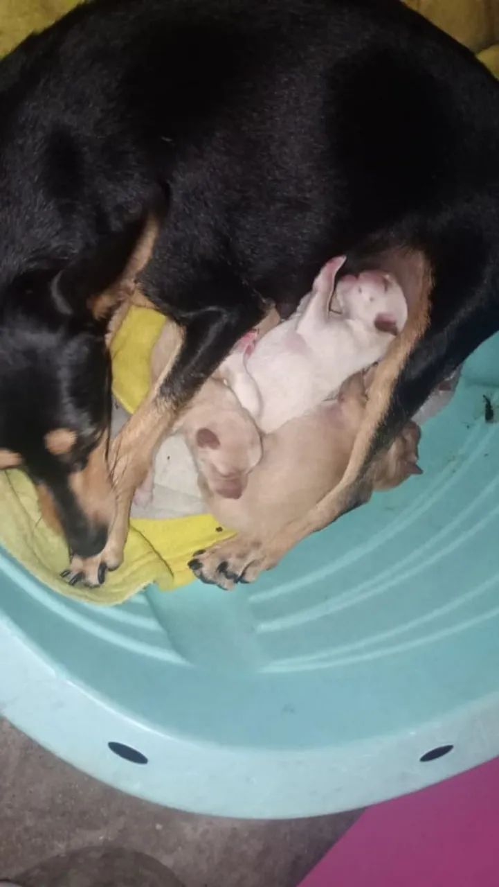 Animal  - Foto 4