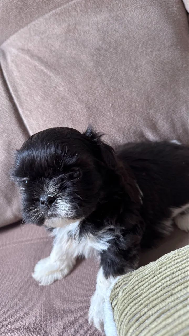 Vendo - Foto 2