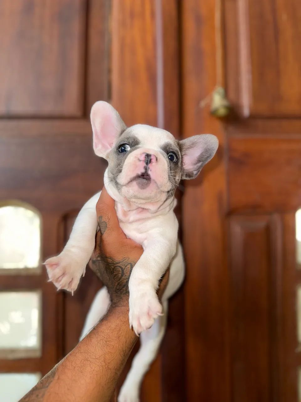 Bulldog francês  - Foto 5