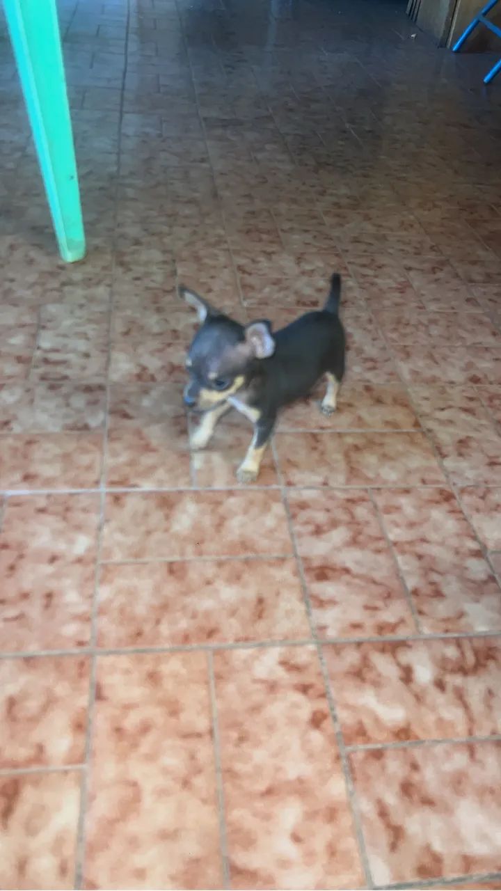 Pinsher 