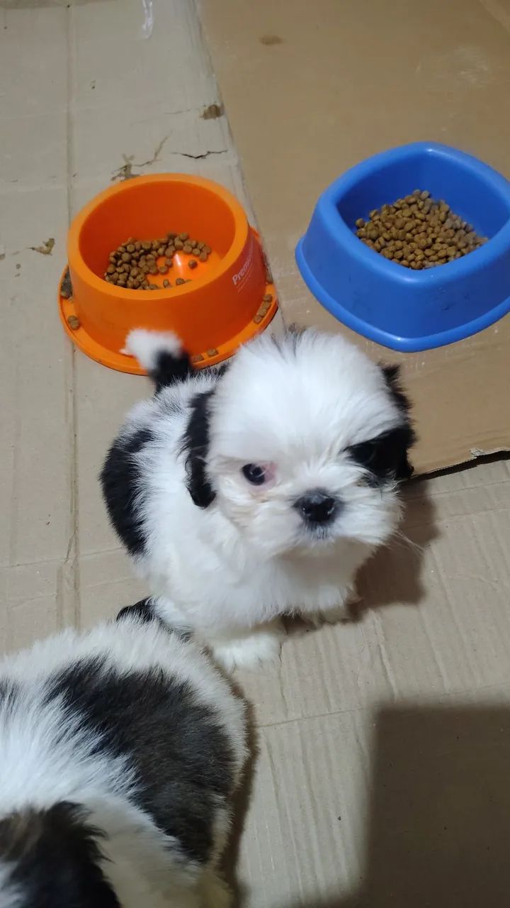 Cachorro  - Foto 4