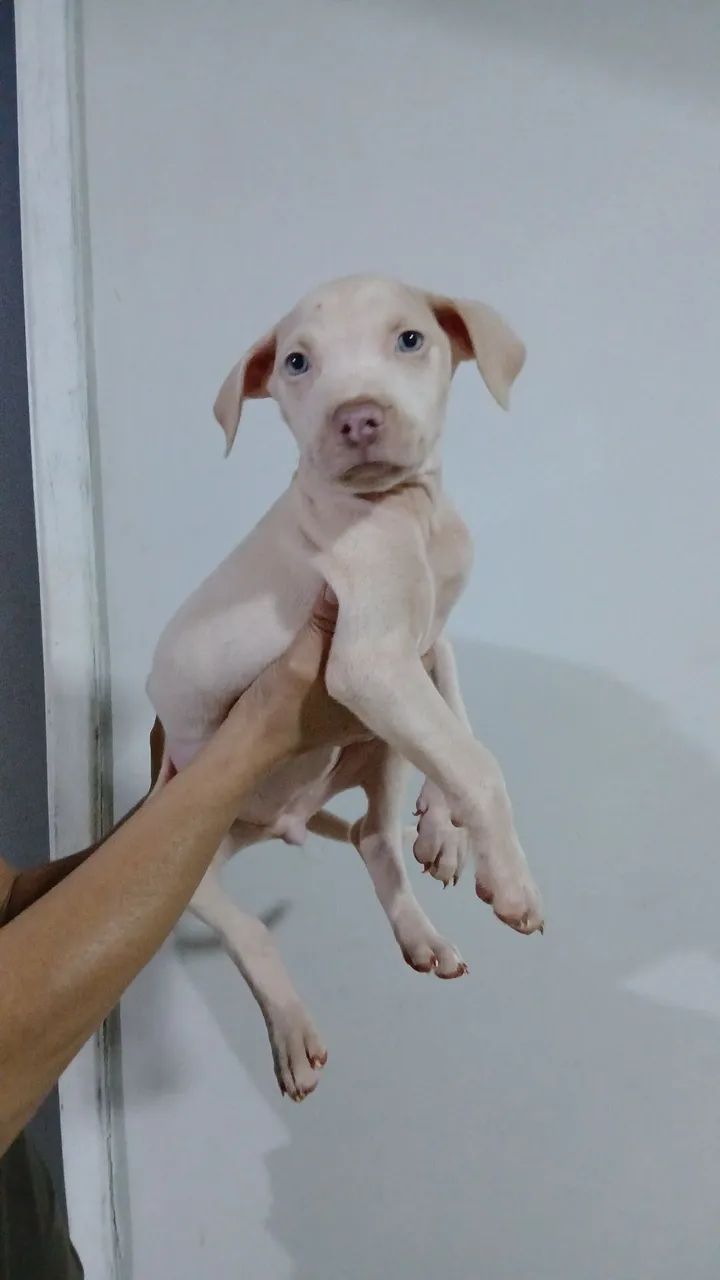 Filhotes  de pitbul  - Foto 2