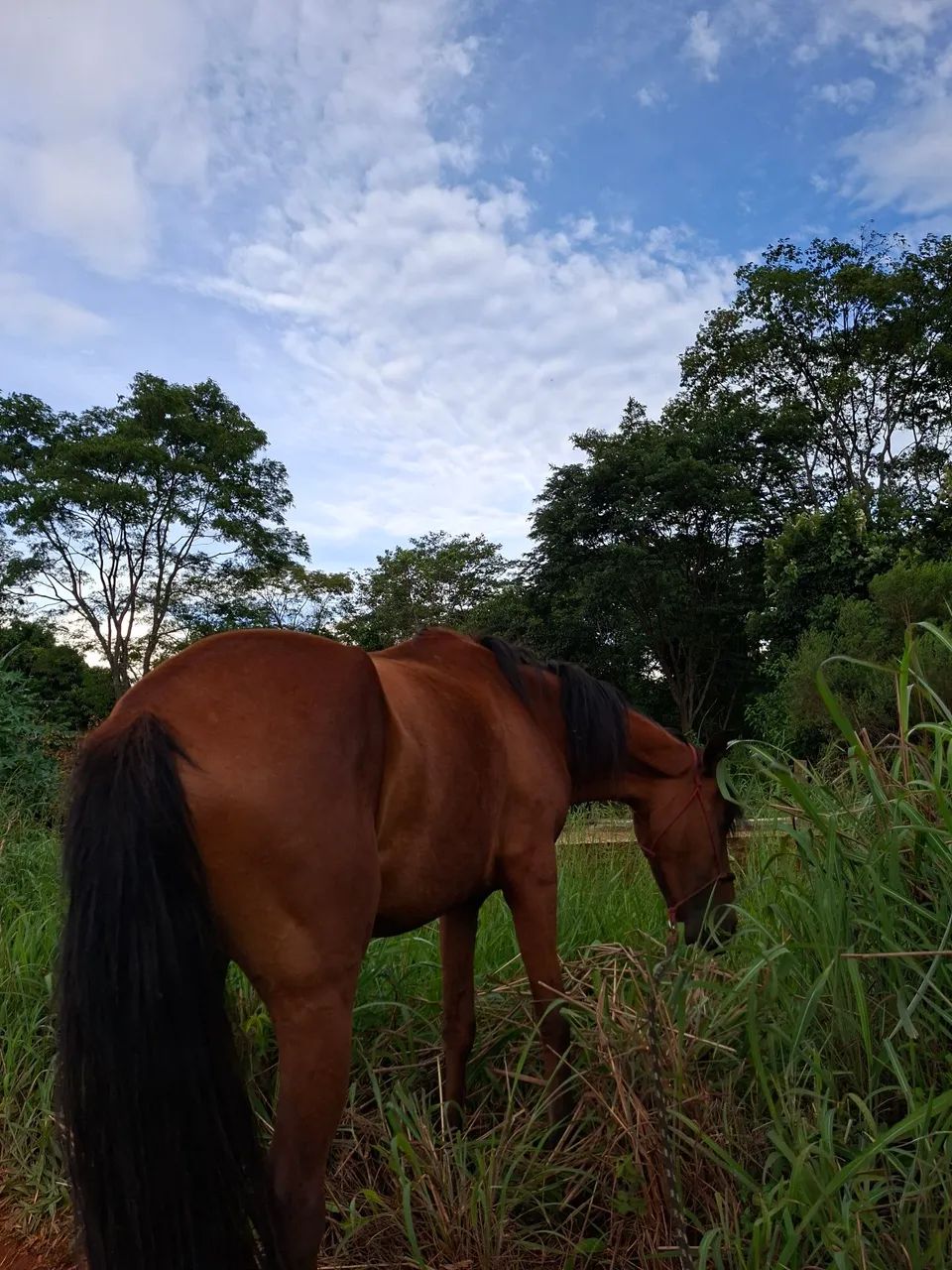 EGUA MACHADEIRA MANAGA LARGA