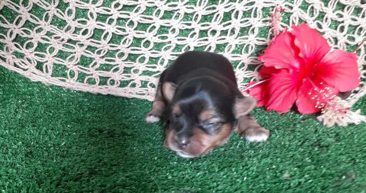 YORKSHIRE TERRIER BABYS  - Foto 4
