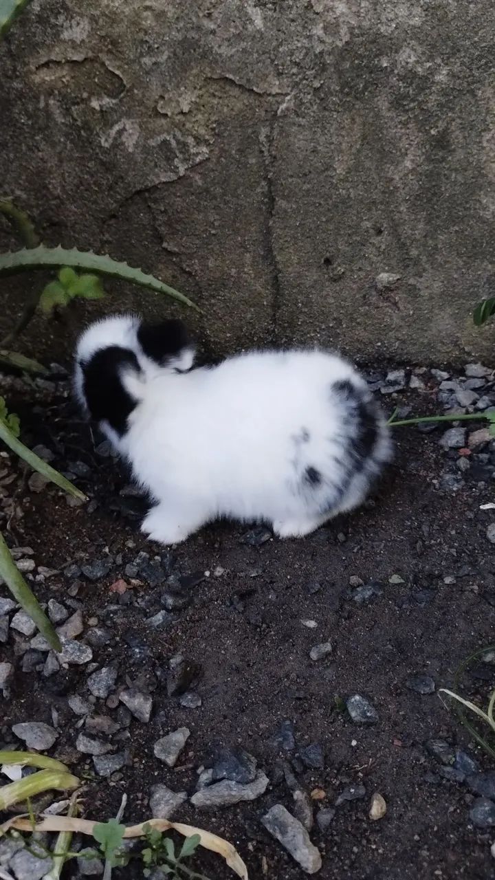 Filhote de mini Lion  - Foto 5