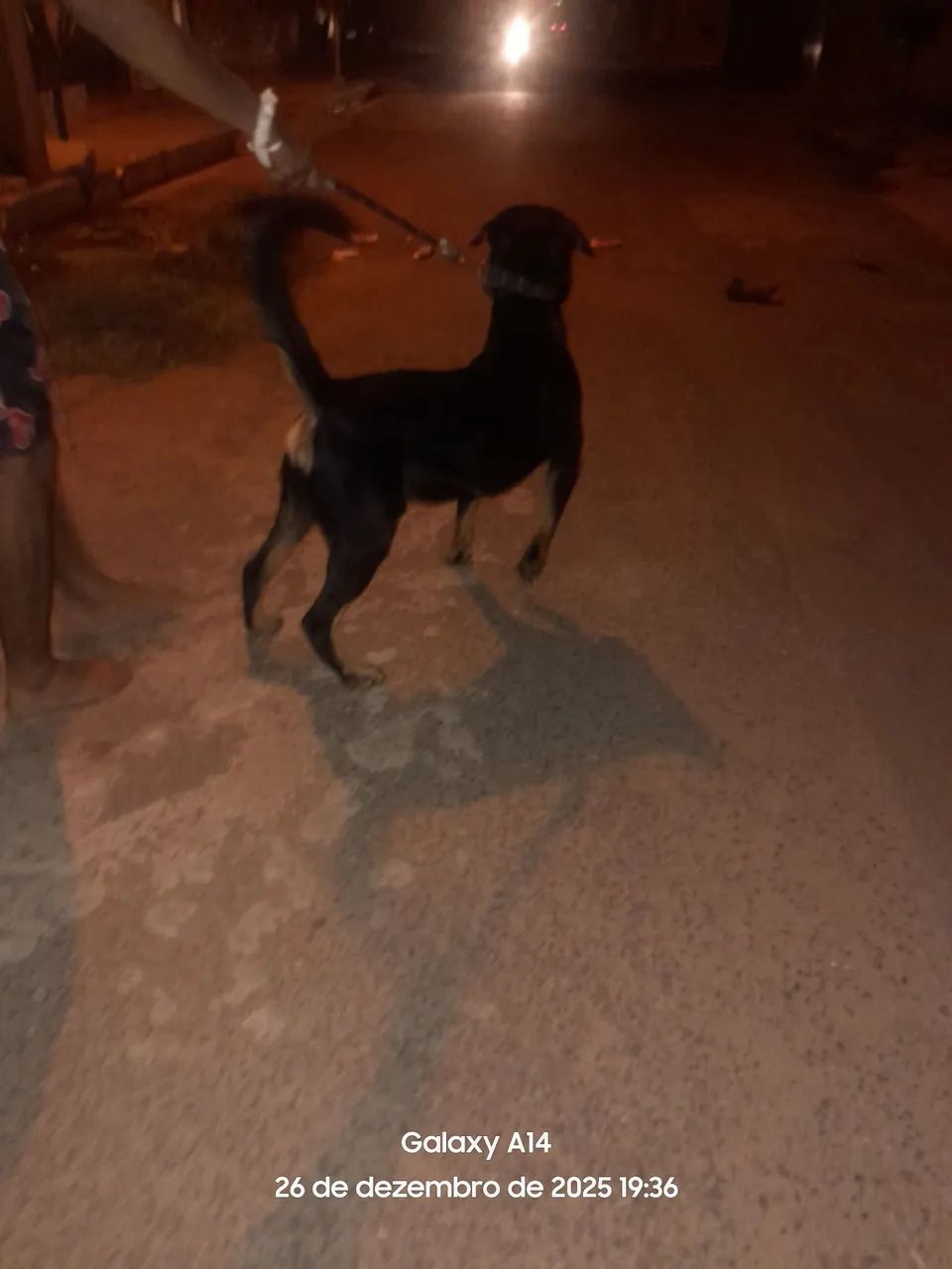 Rotwailler disponível para cruza  - Foto 4