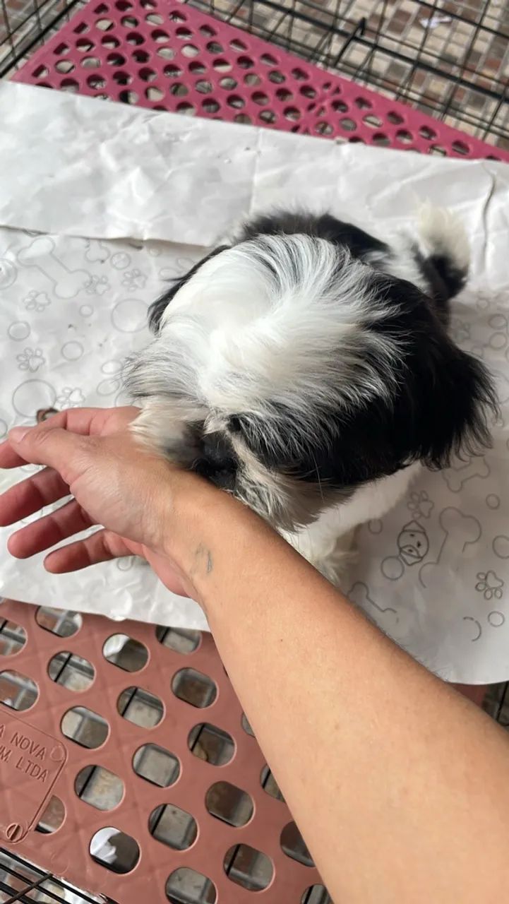 Shih tzu  - Foto 3