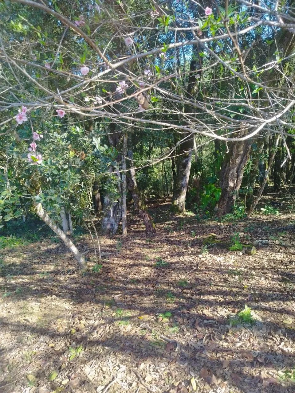 Vendo chácara  - Foto 5