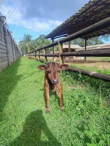 Terreno Condomínio Haras Residence Sergipe  - Foto 2