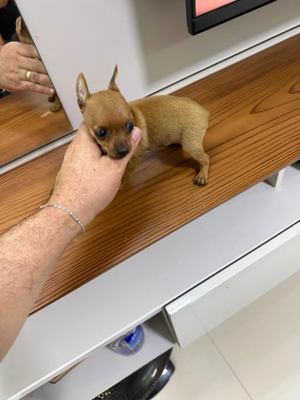 Pinscher macho  - Foto 4