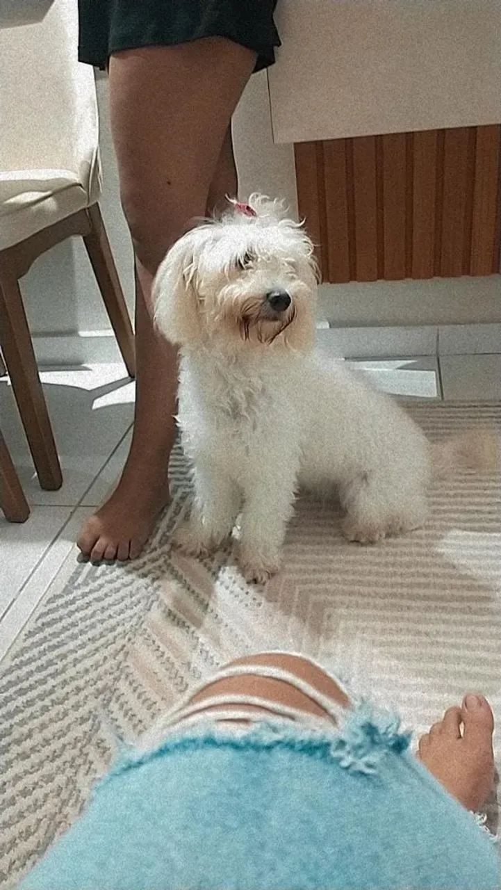 Maltês com poodle  - Foto 5