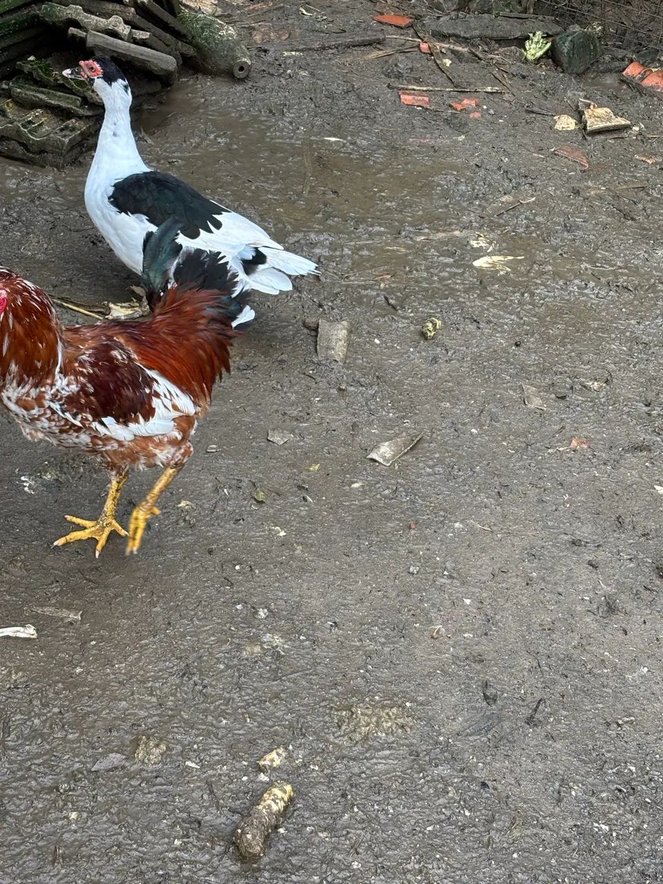Frango músico brasileiro  - Foto 2