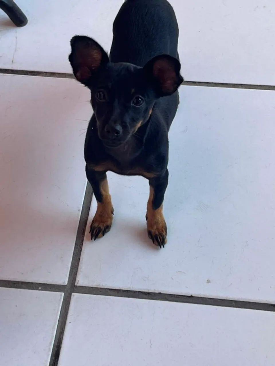 Pinscher fêmea