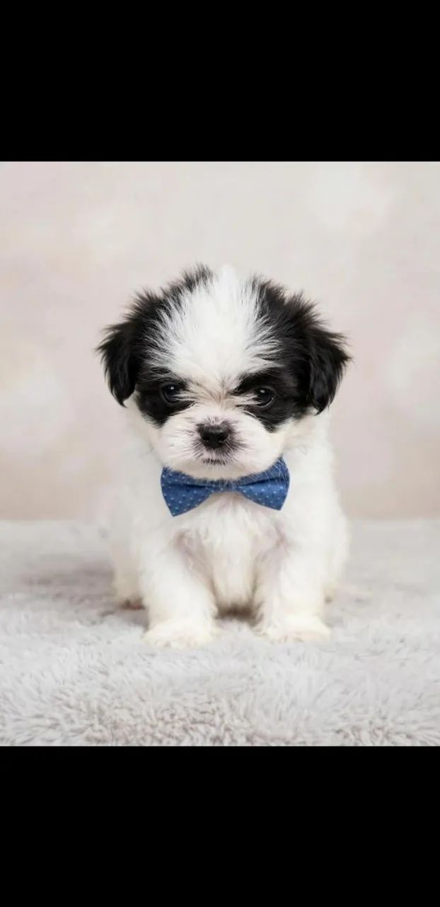 Vendo filhote de shihtzu  - Foto 3