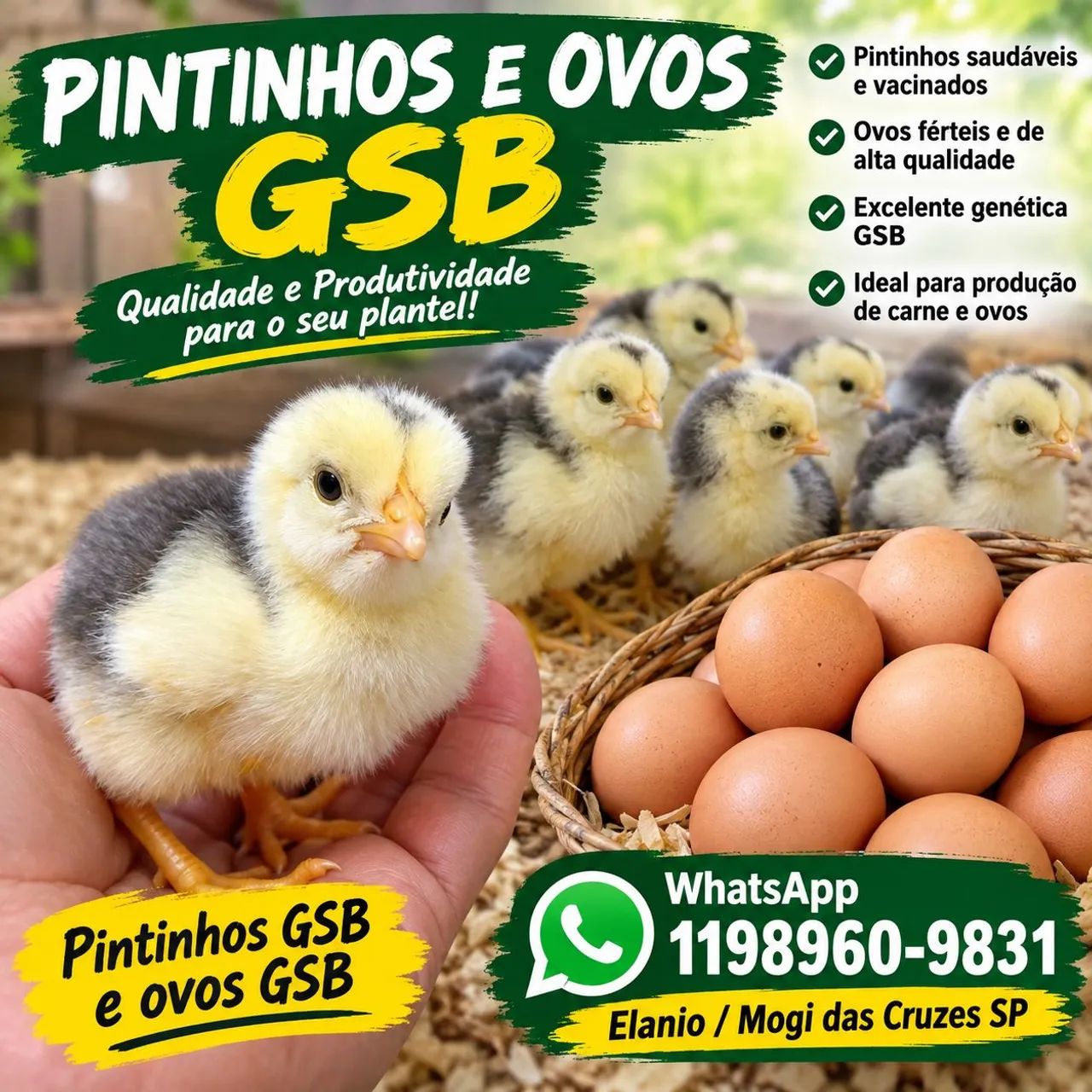 Pintinhos e ovos gsb 
