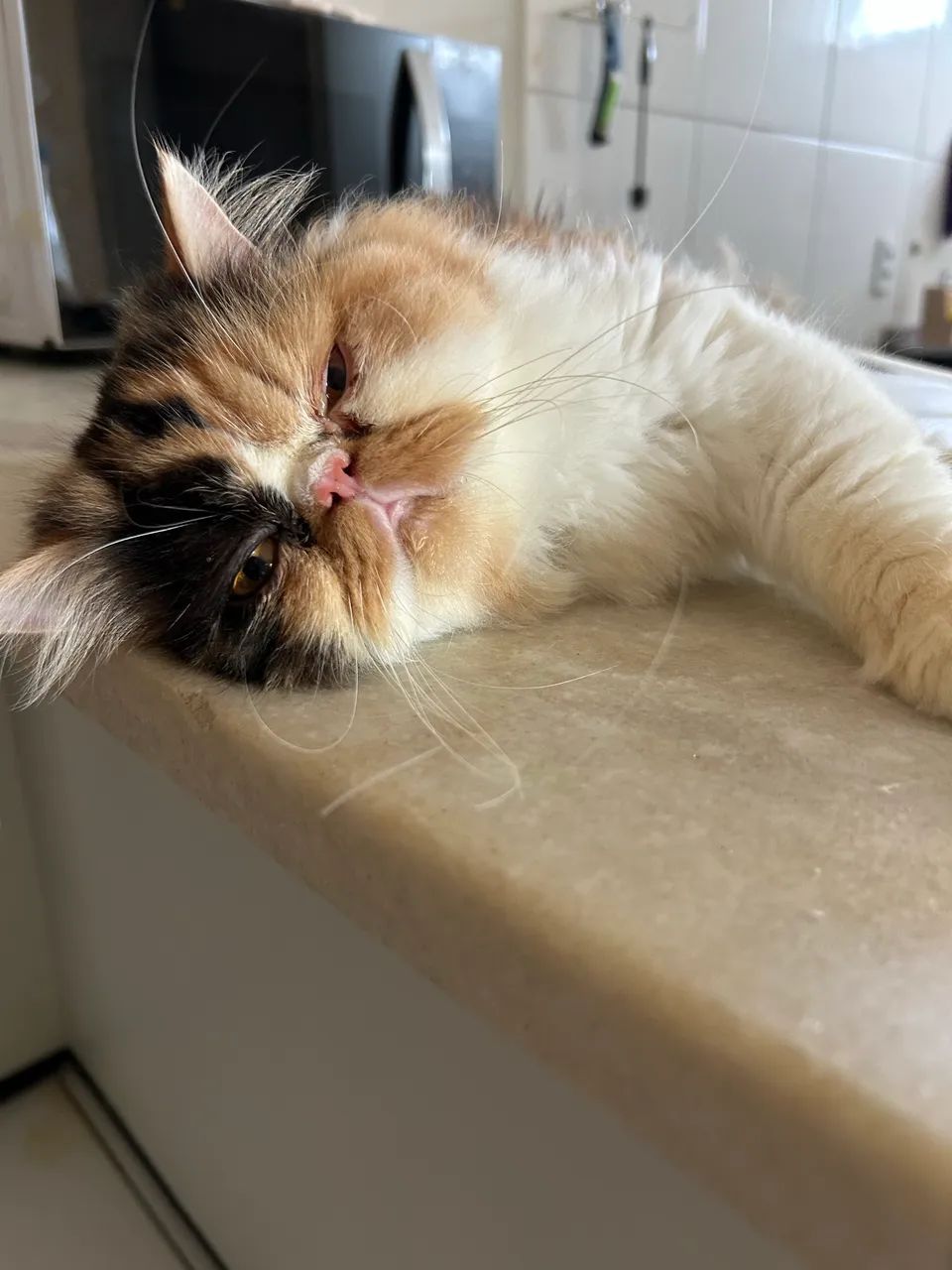 Gato persa  - Foto 2