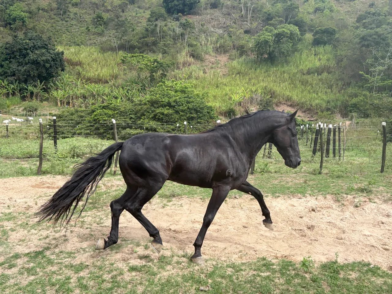 Cavalo mangalarga marchador registrado  - Foto 3