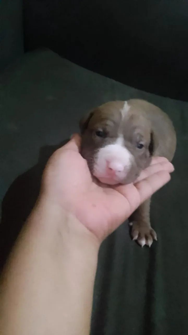 Filhotes de pitbull  - Foto 4