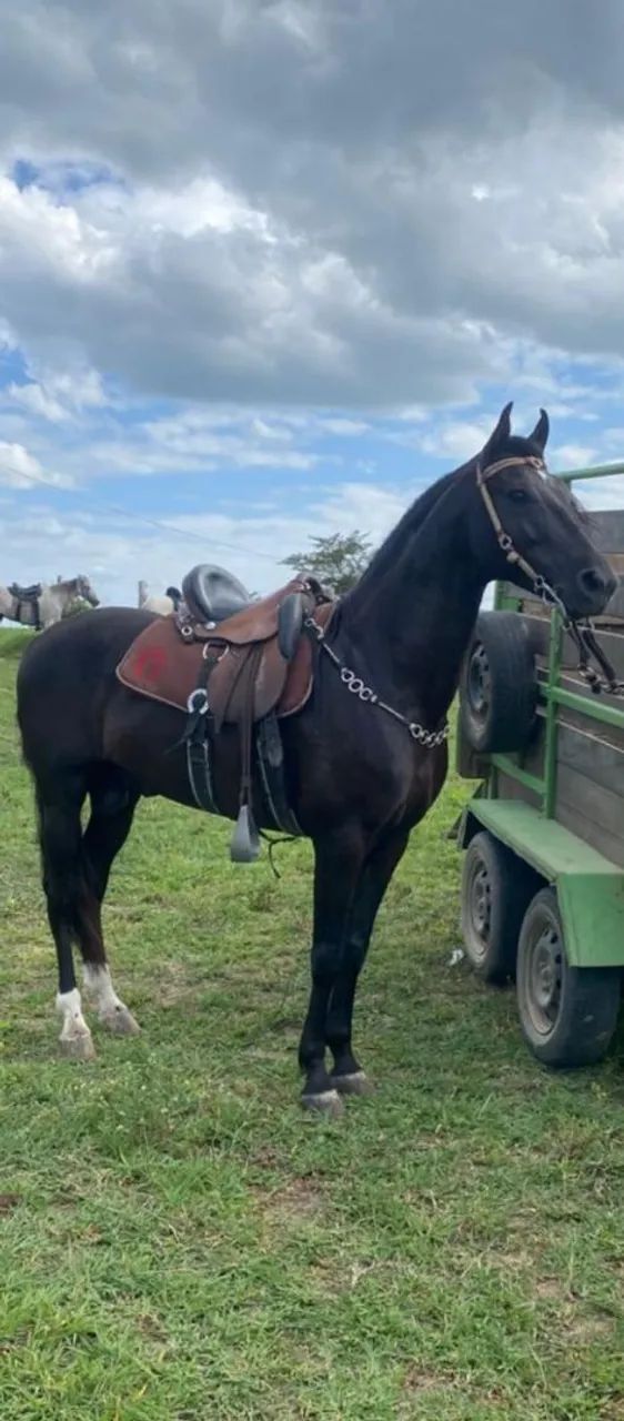 Cavalo  - Foto 3