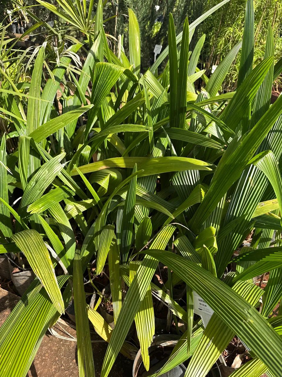 Muda de Gueiroba 
