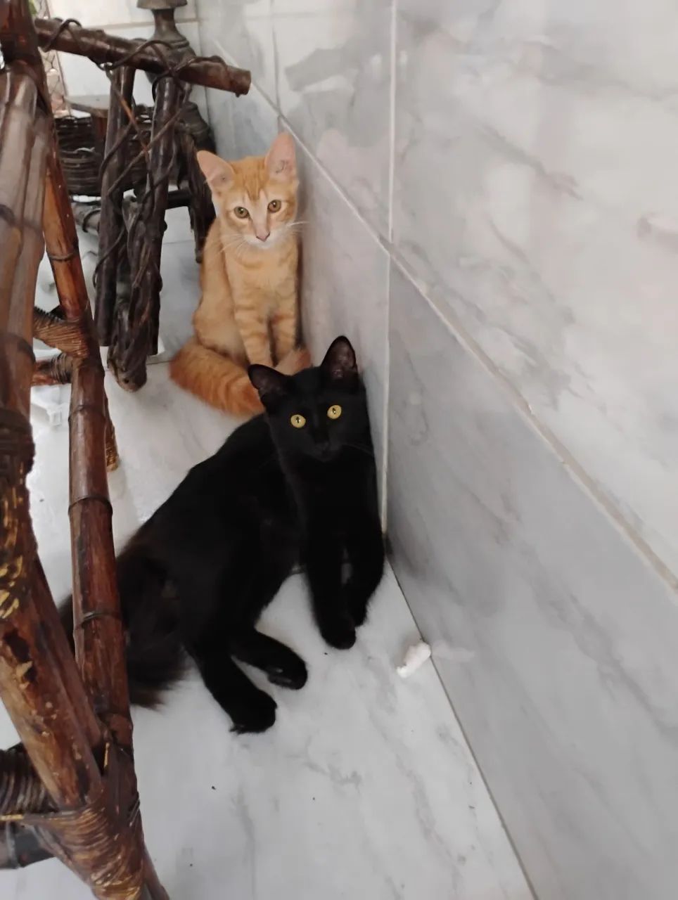 Adoção responsável  - Foto 2