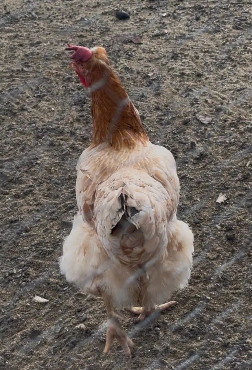 Galinha balão sertaneja  - Foto 3