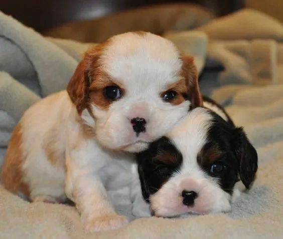 Cavalier King Charles