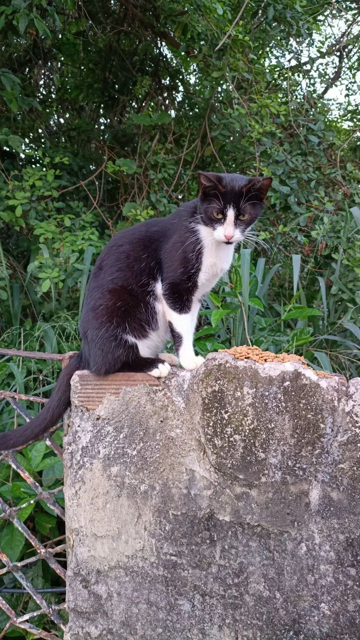 Gatos - Foto 2