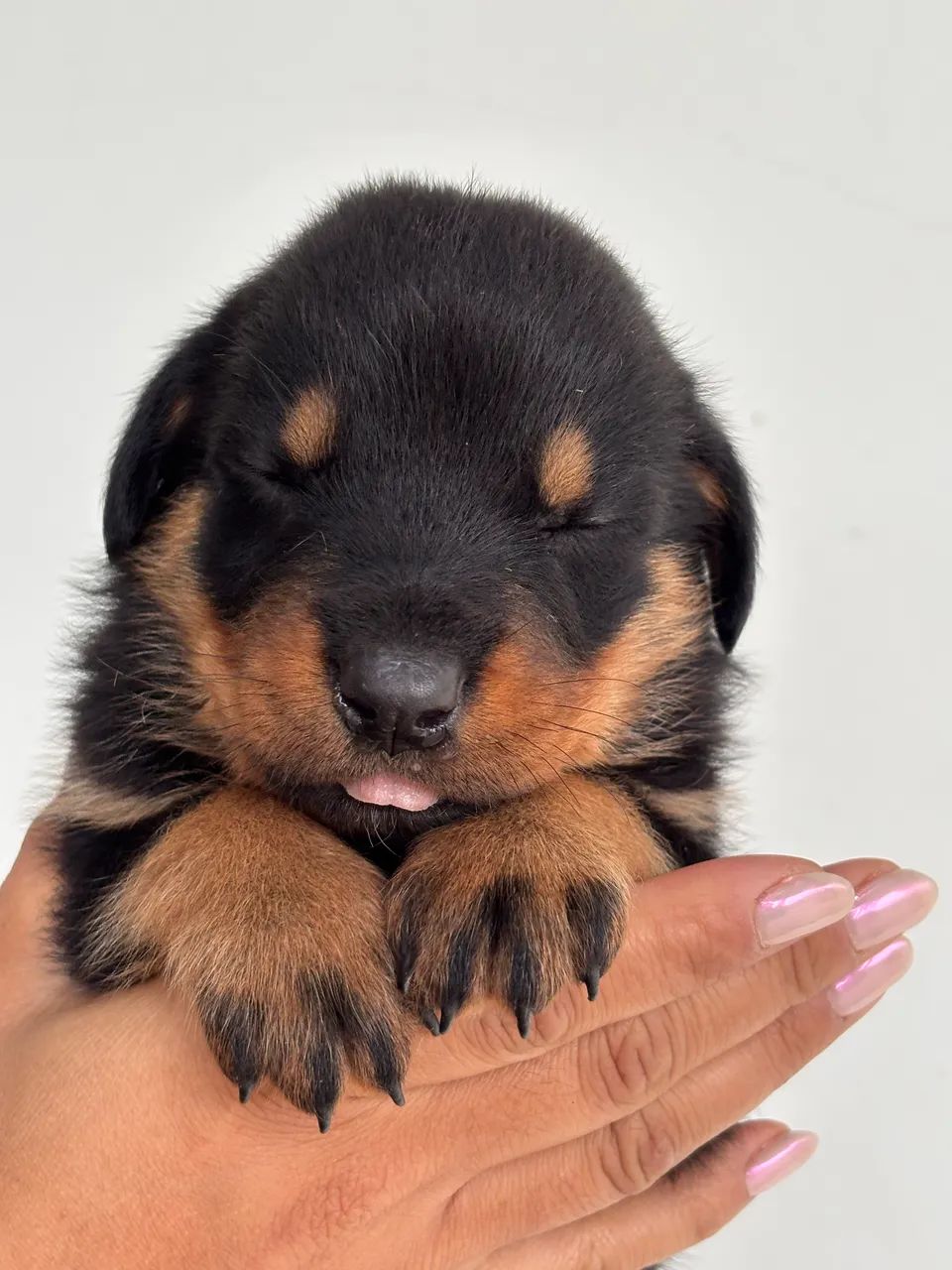 Rottweiler - Foto 5