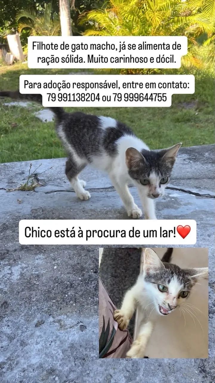 Chico the Cat