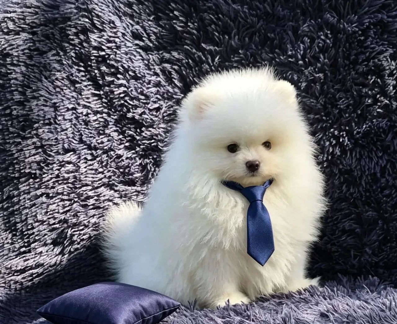 Spitz 