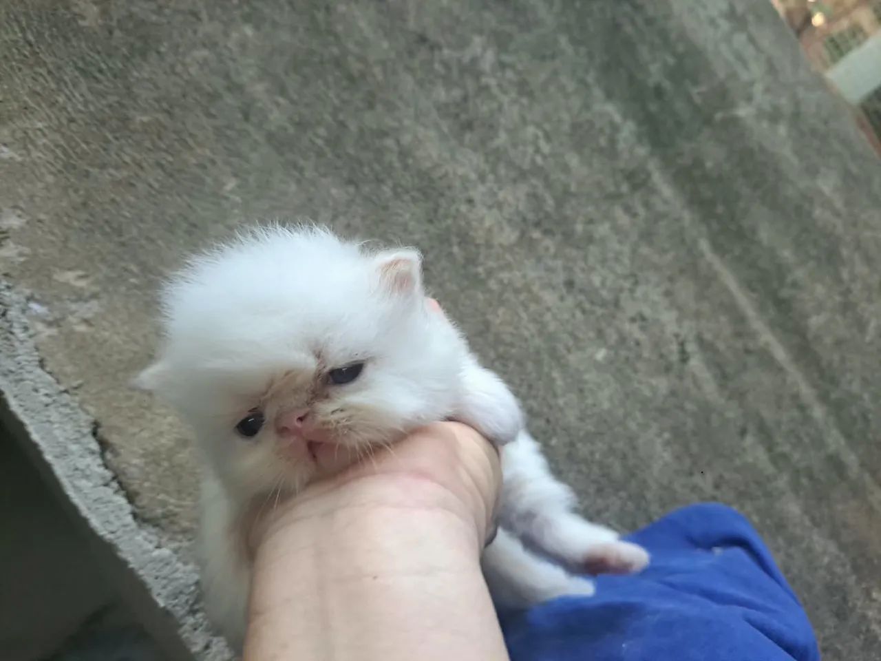 Gato persa macho @elisandrapet