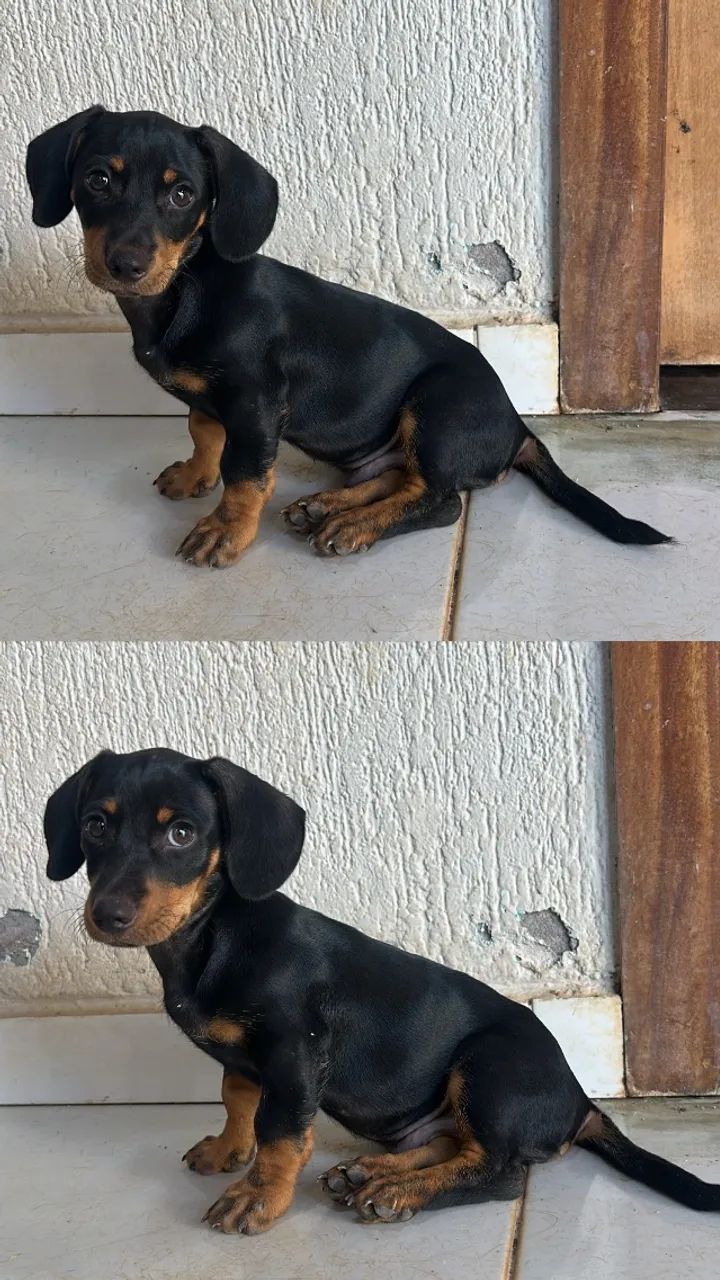 Cachorro - Foto 3