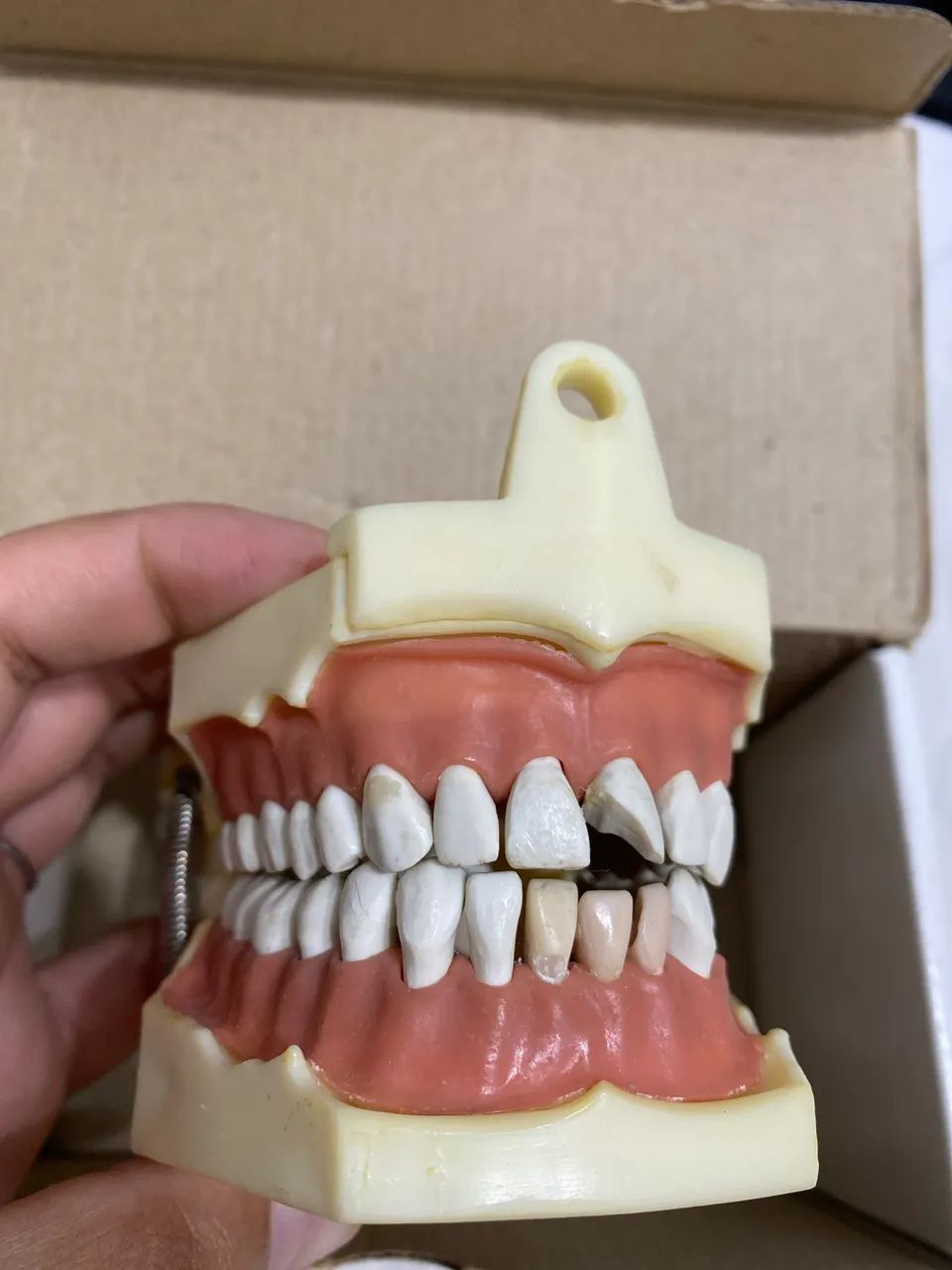 Kit manequim de perio e dentistica + dentes extras  - Foto 2