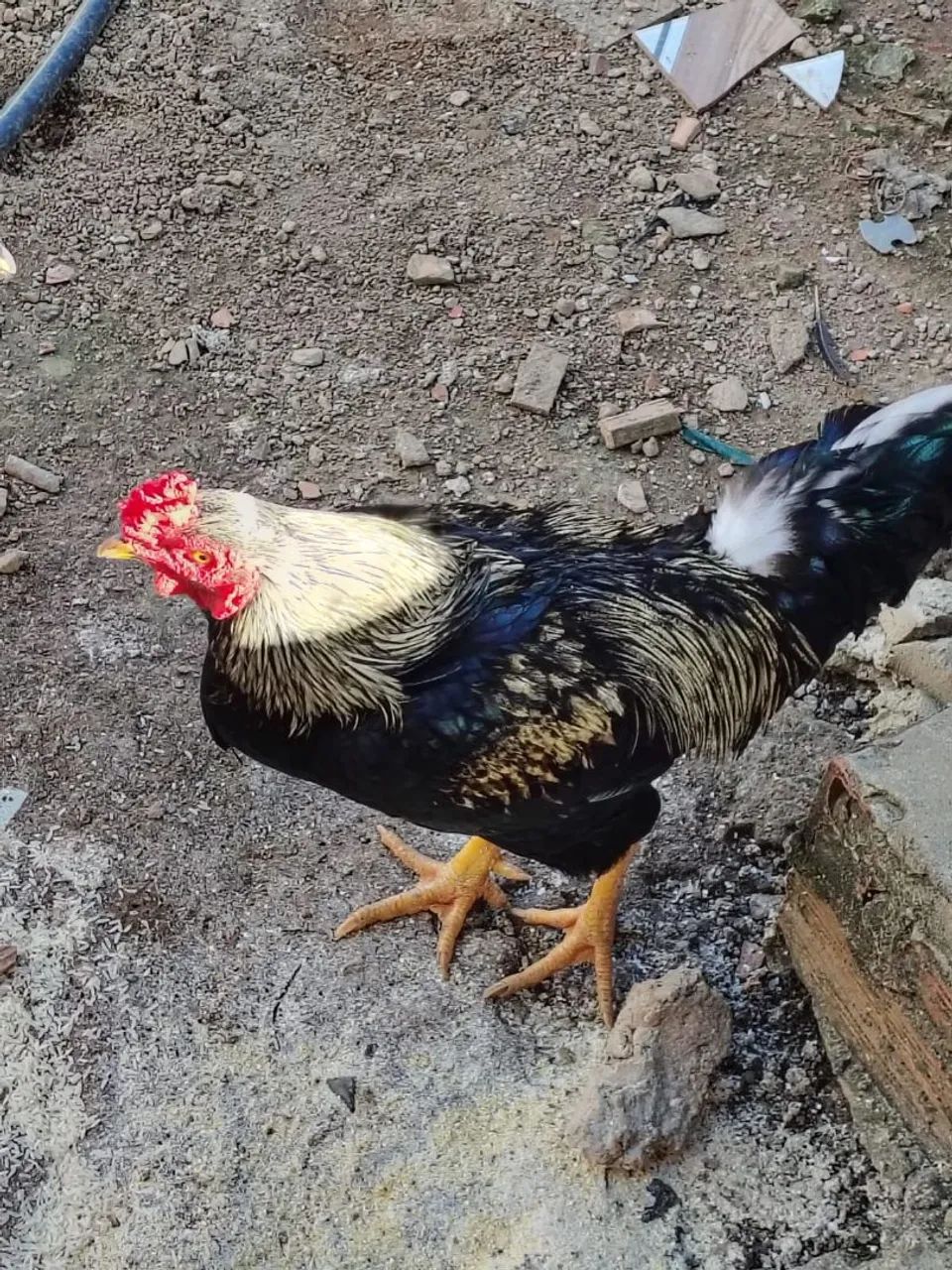 Vendo um galo caipira  - Foto 3