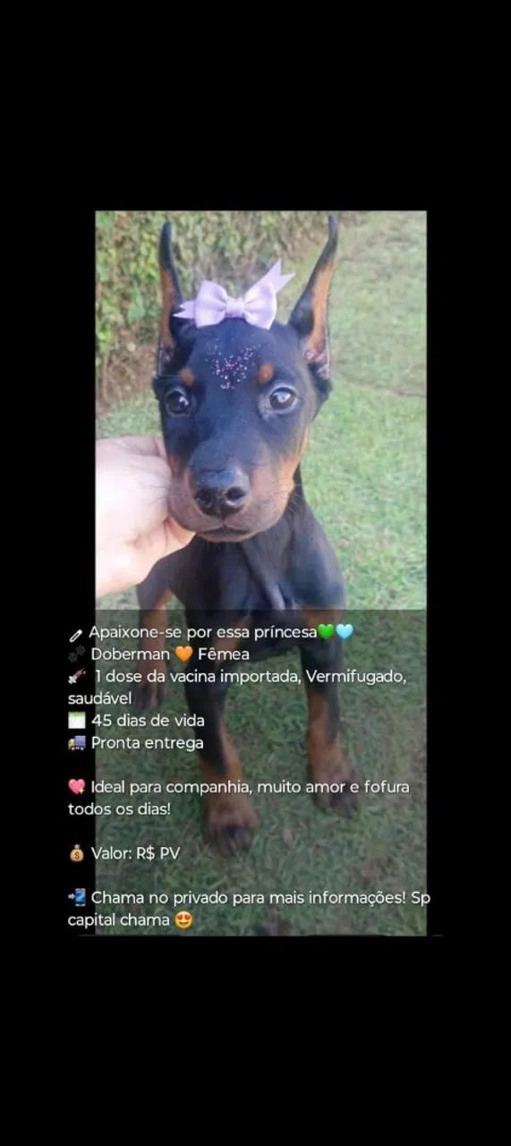 Doberman 