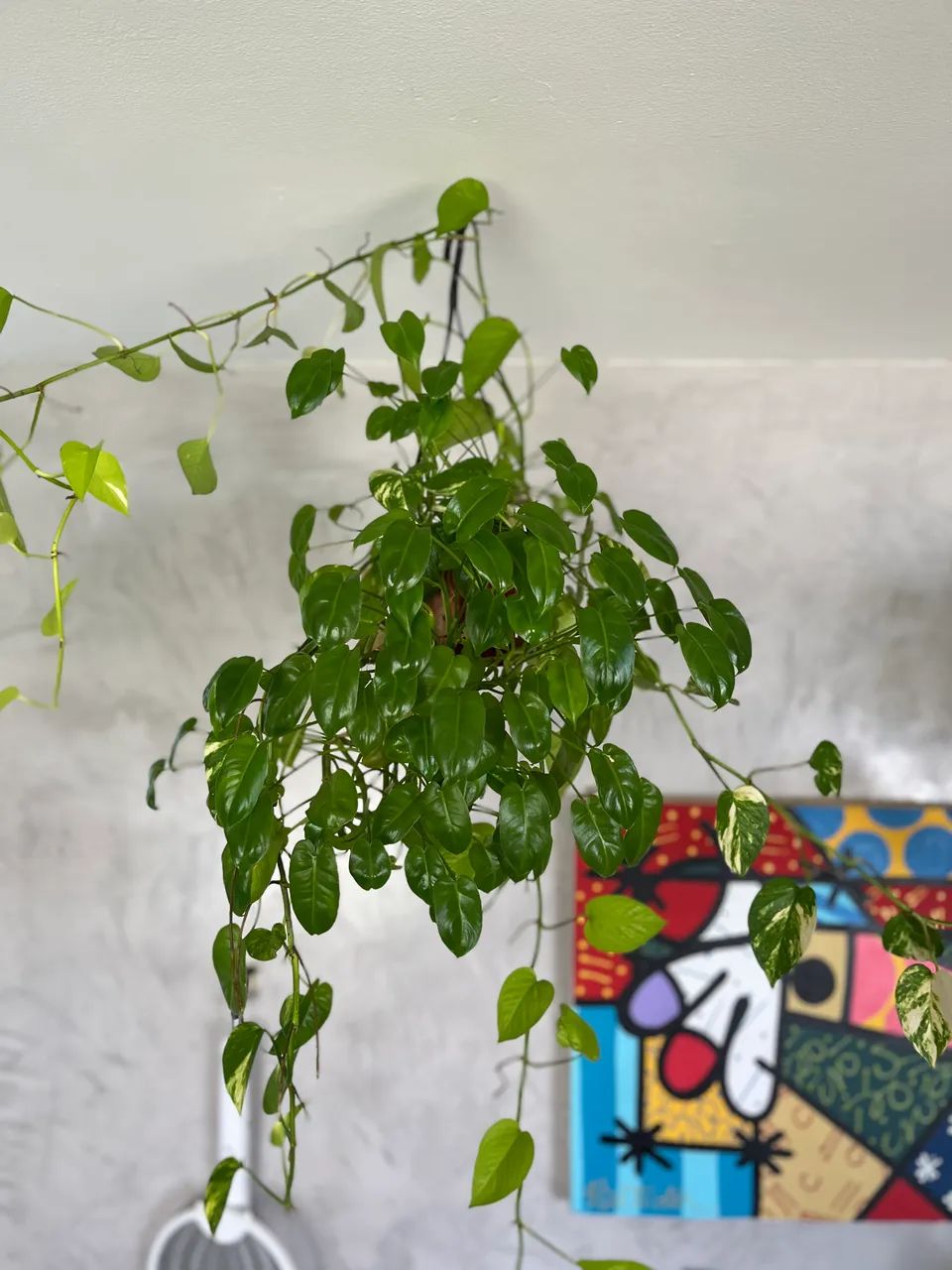 Plantas - Foto 4