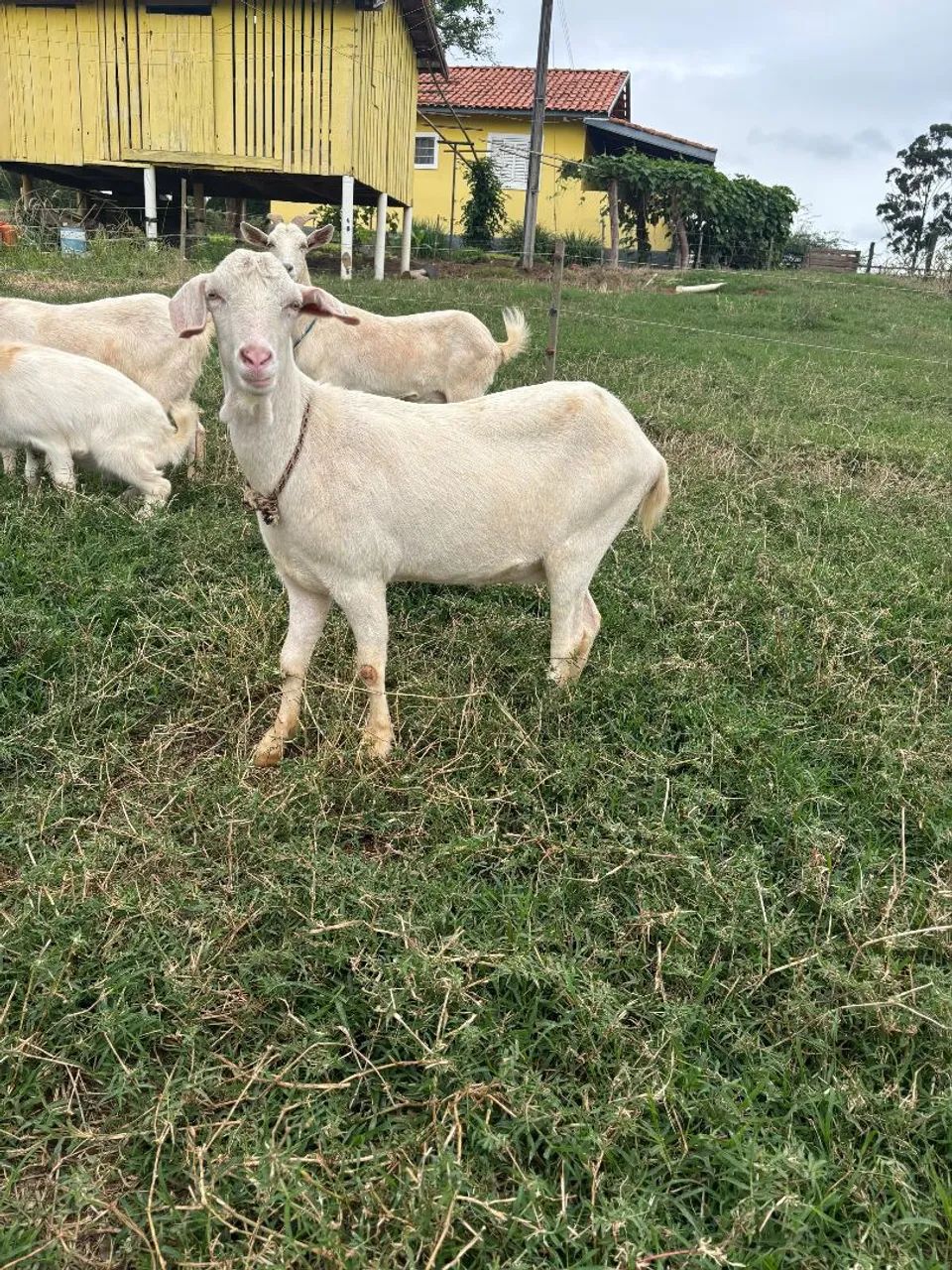 Cabras a venda - Foto 2