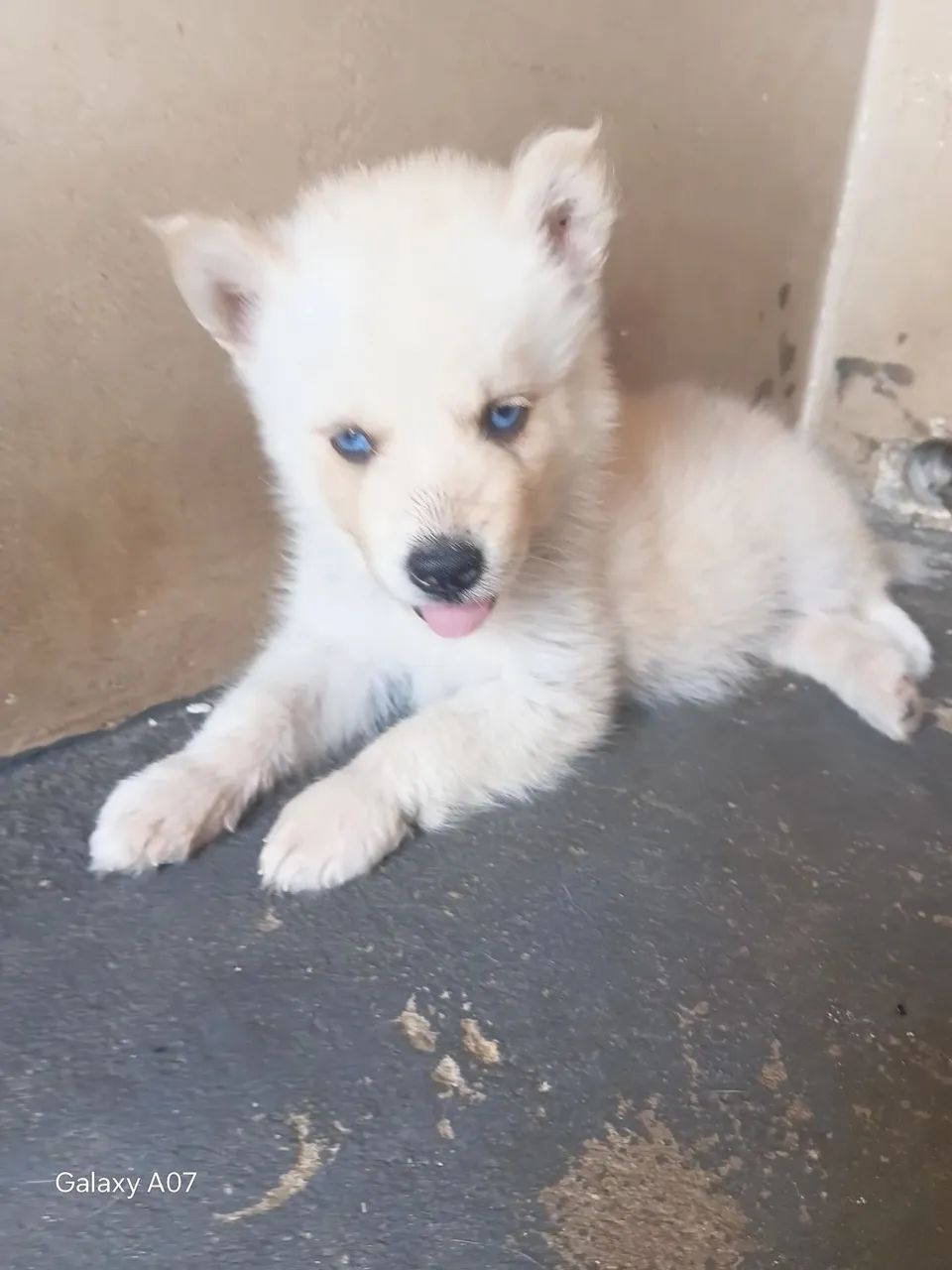 Husky siberiano  - Foto 5